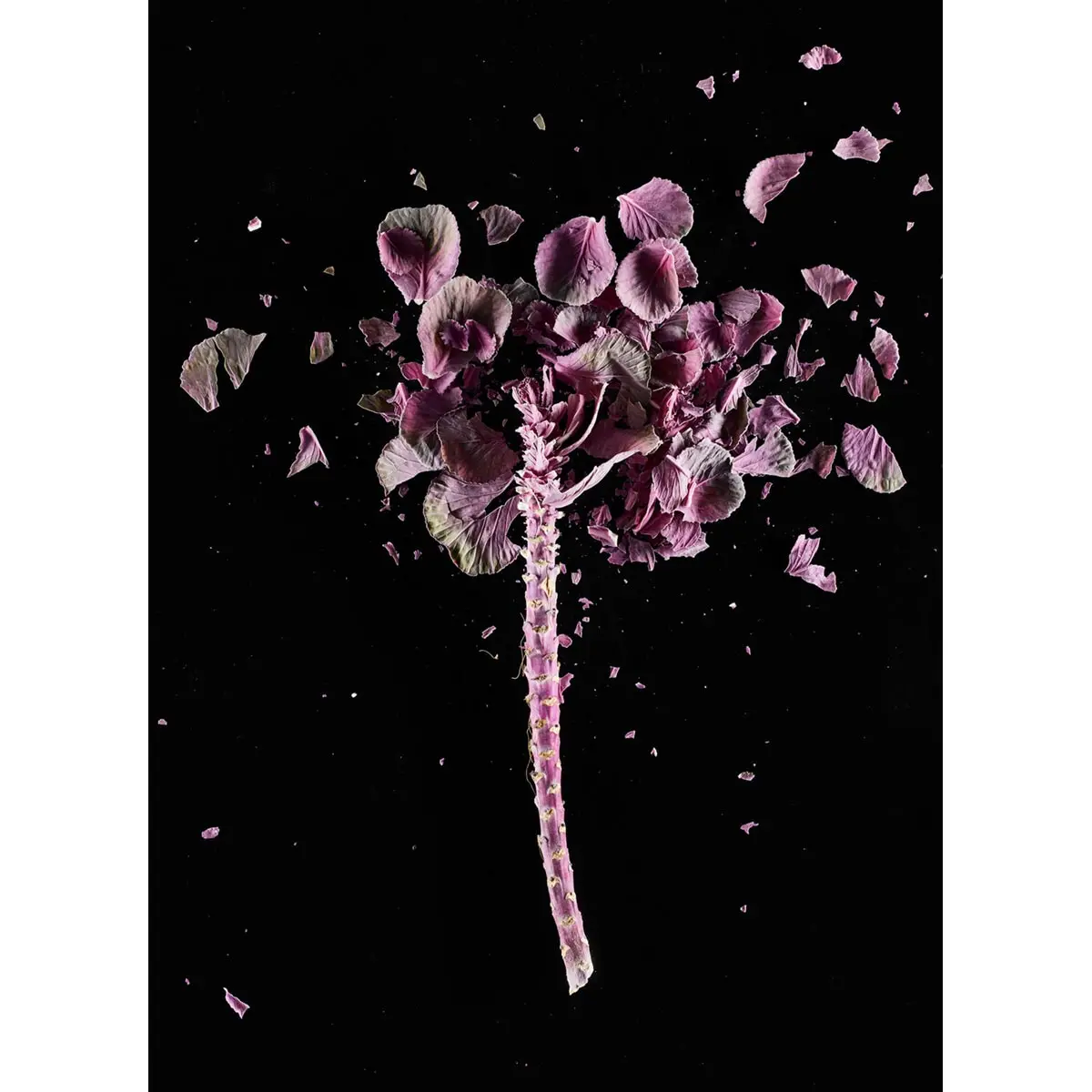 Crioflowers, Cavoloviola 1