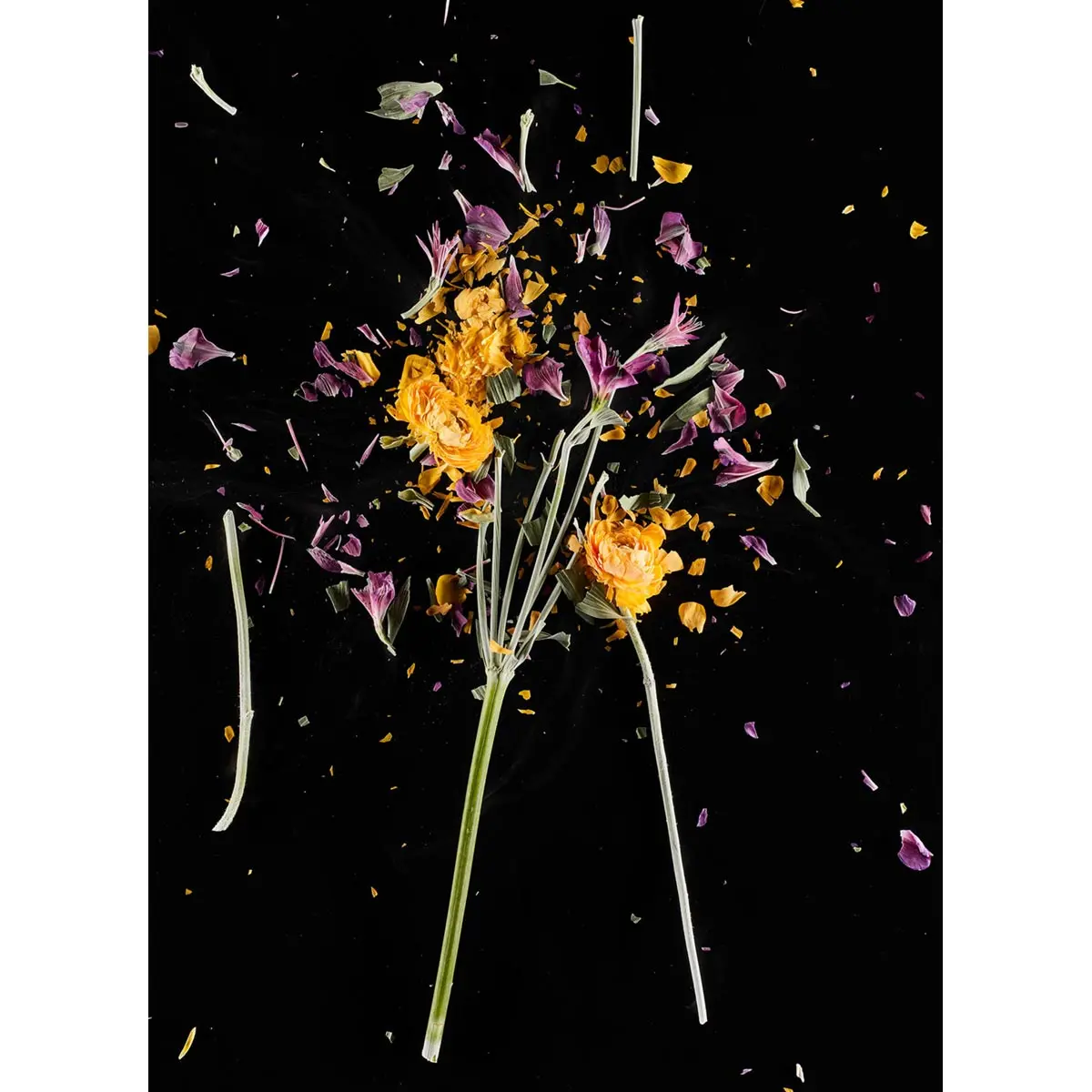 Crioflowers, Delphiniumviola Ranuncolo 1
