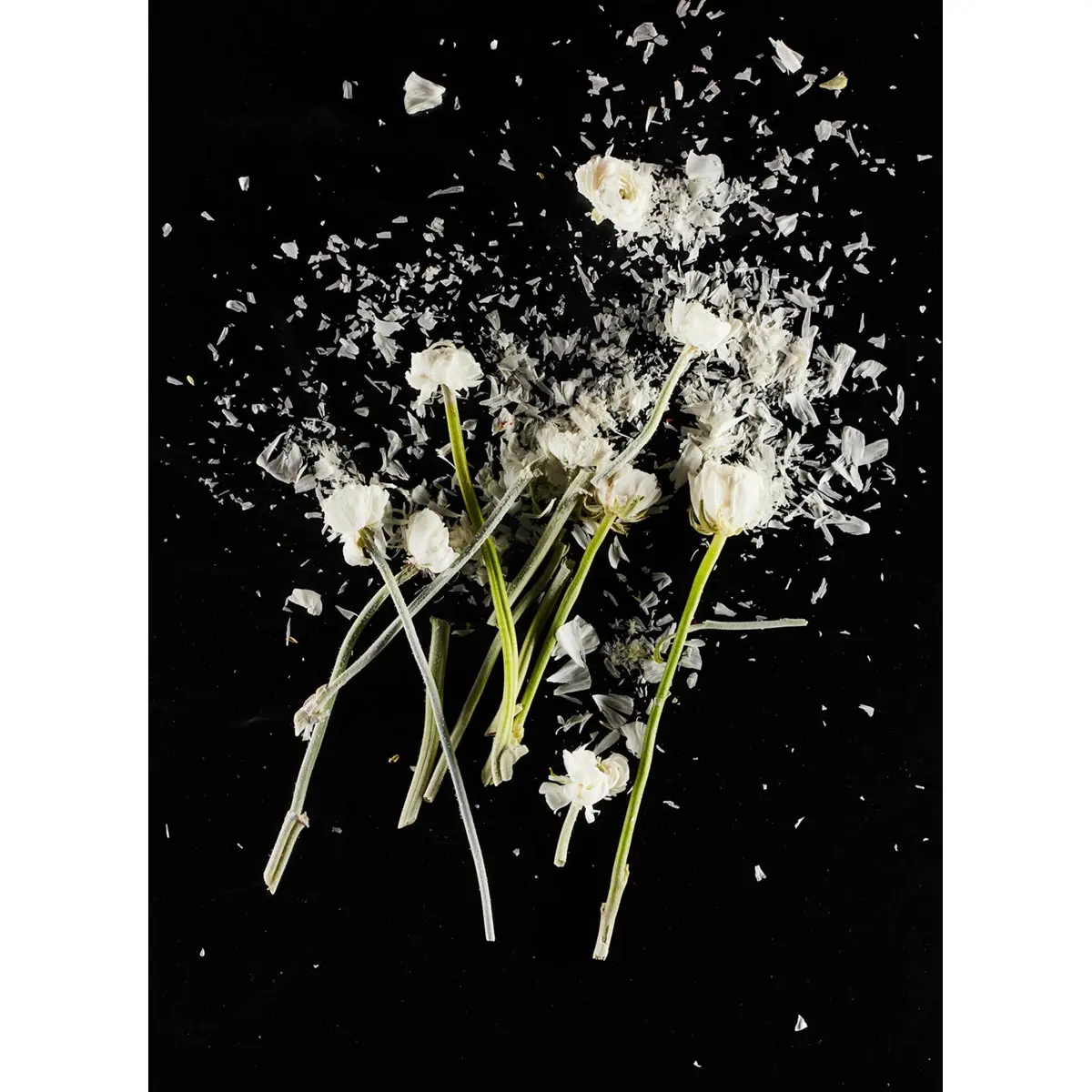 Crioflowers, Ranuncolobianco 1
