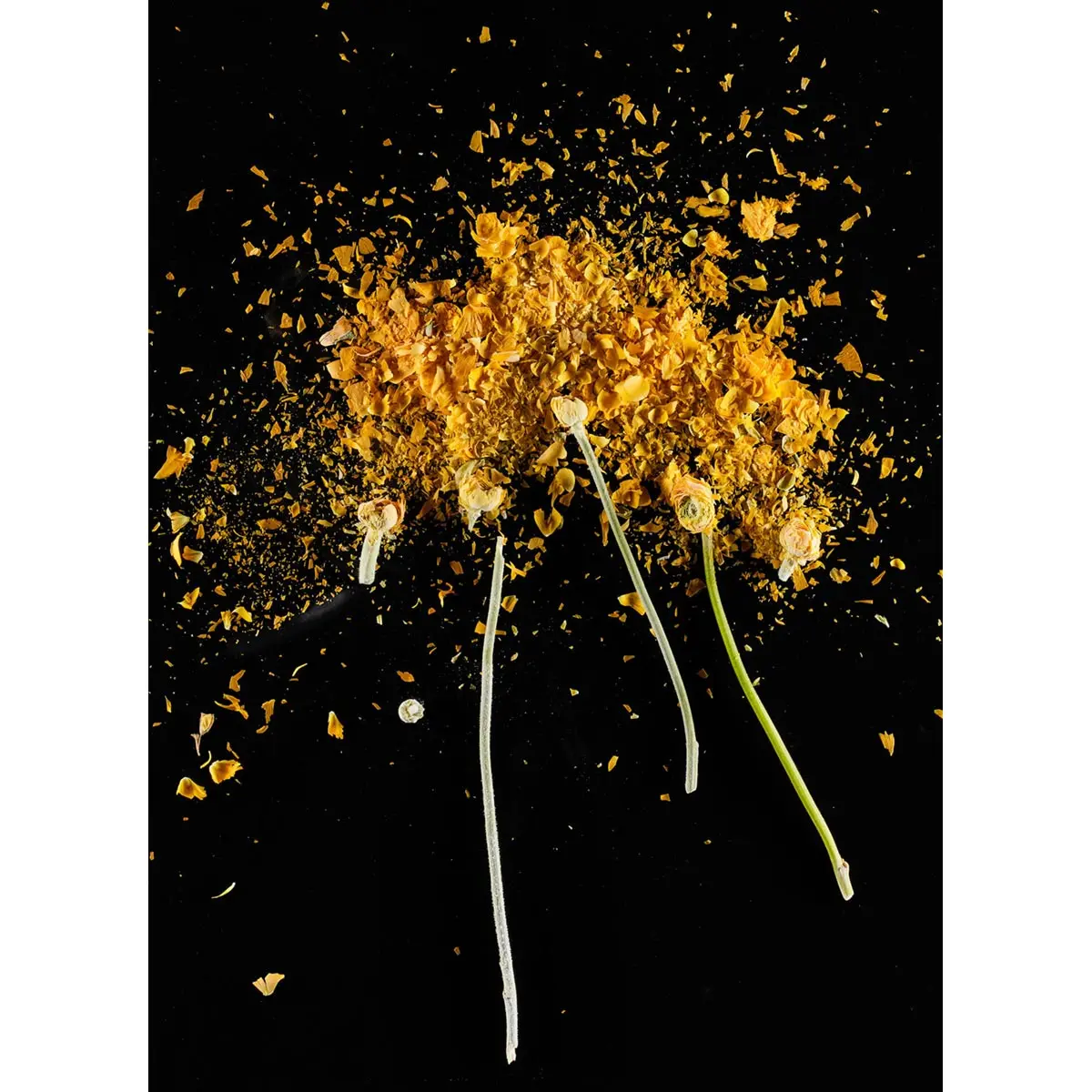 Crioflowers, Ranuncologiallo 1