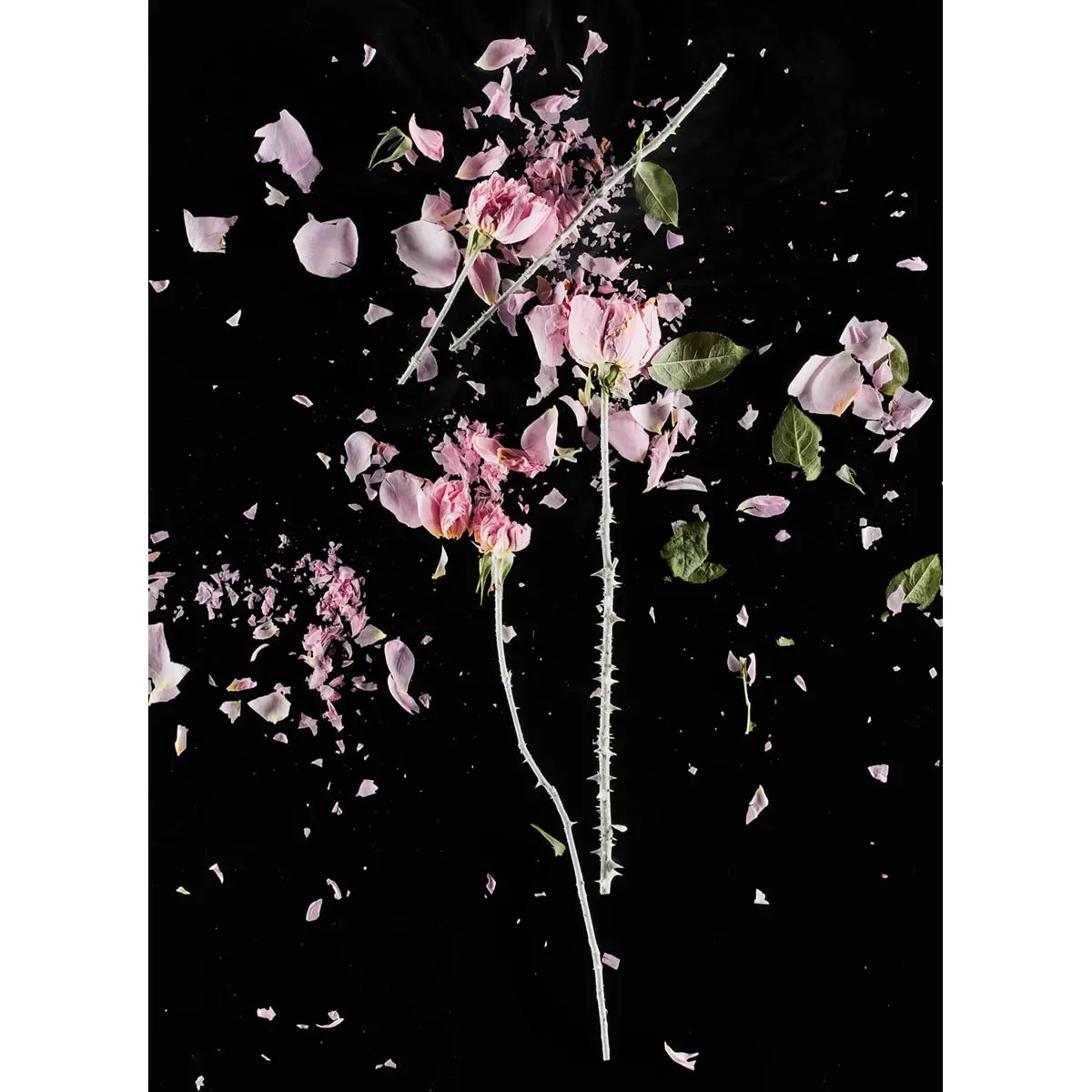 Crioflowers, Roserosa 1