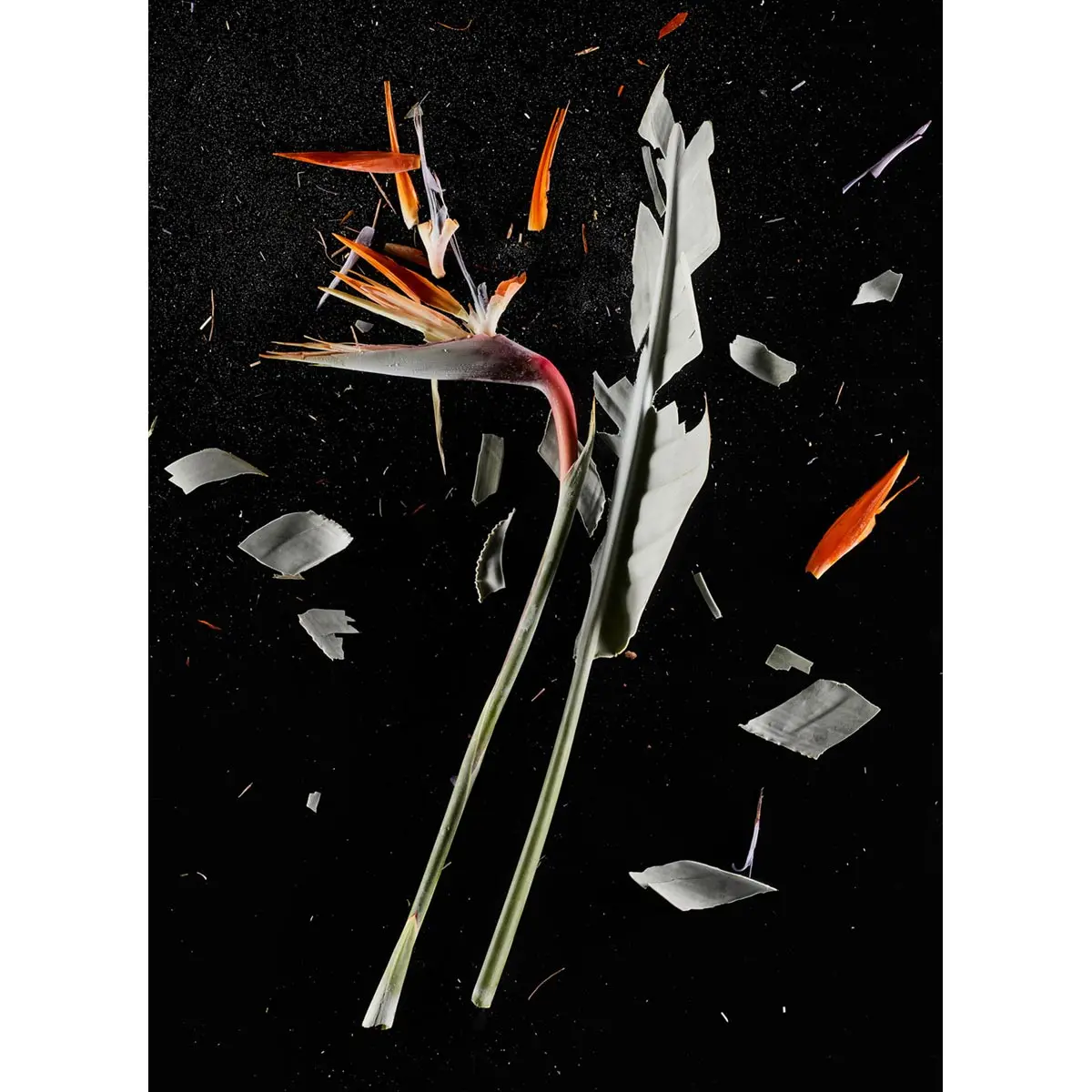 Crioflowers, Strelitzia 1