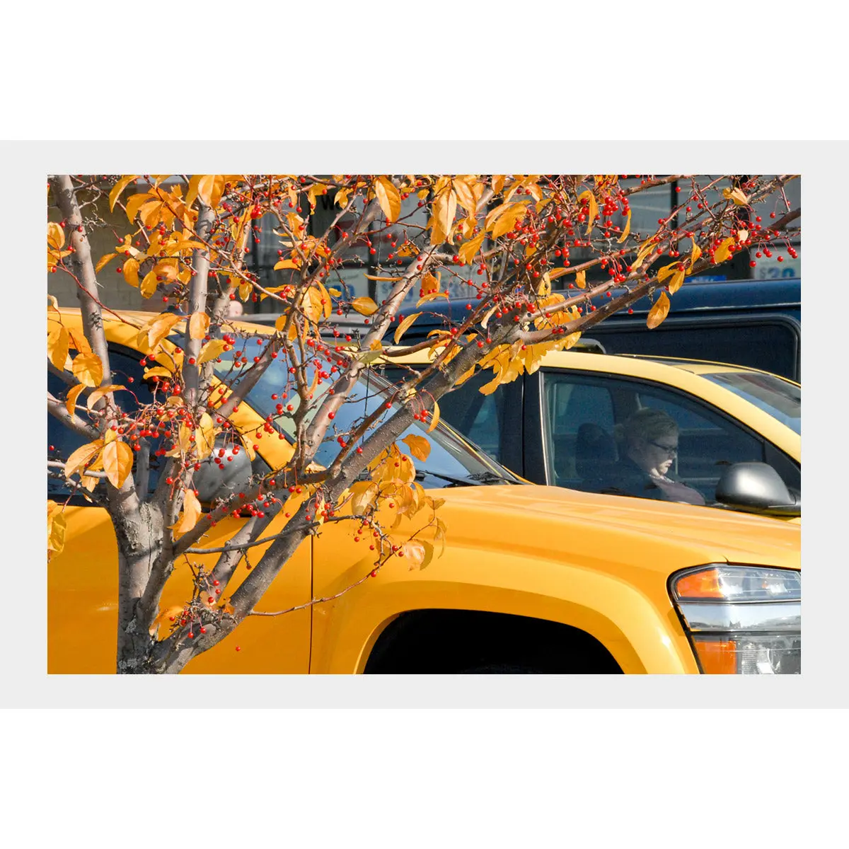 Decorative Tree And Cars, Wisconsin Usa 1