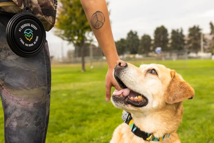 Dog Travel Bowl 1