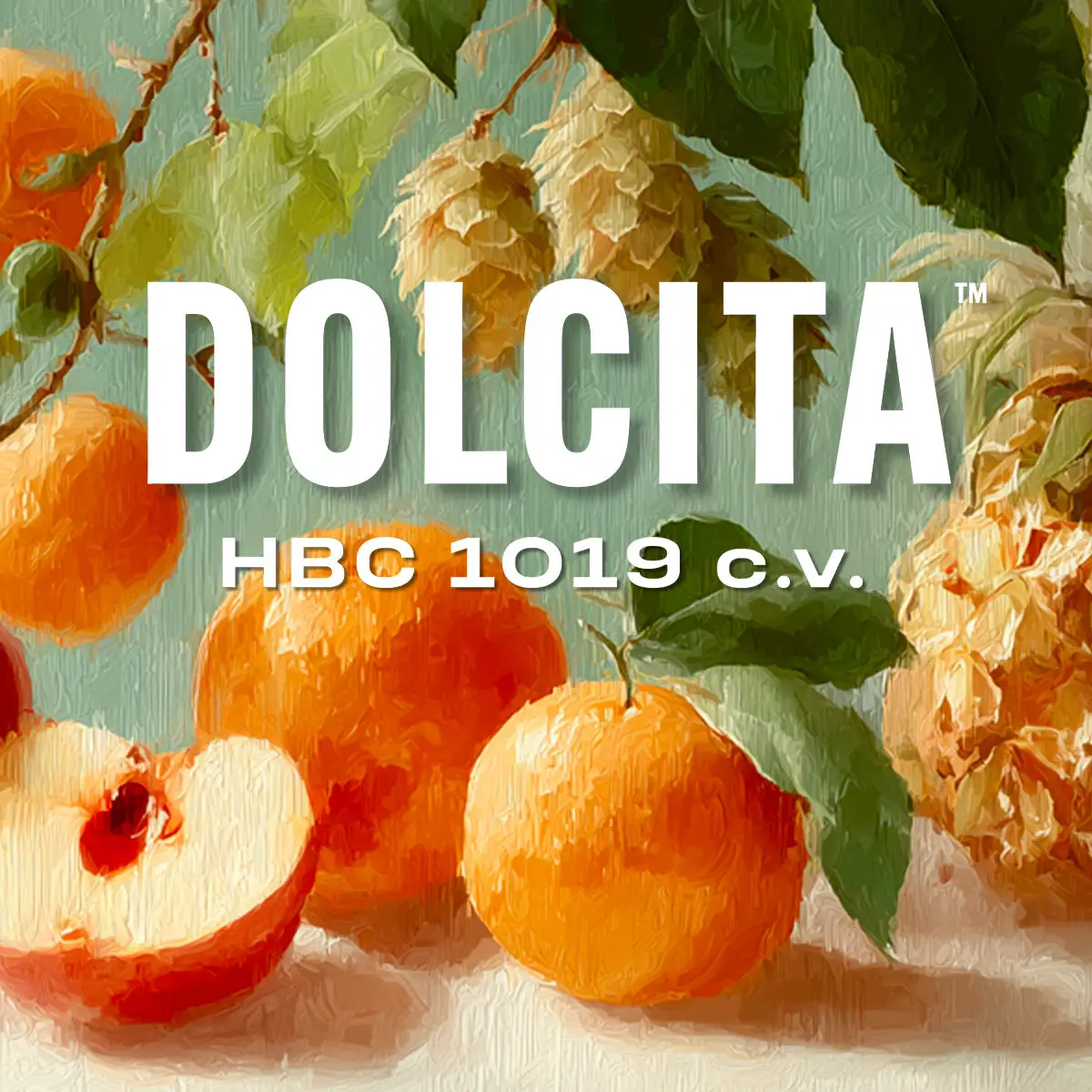 Dolcita (Hbc 1019) Hops 1