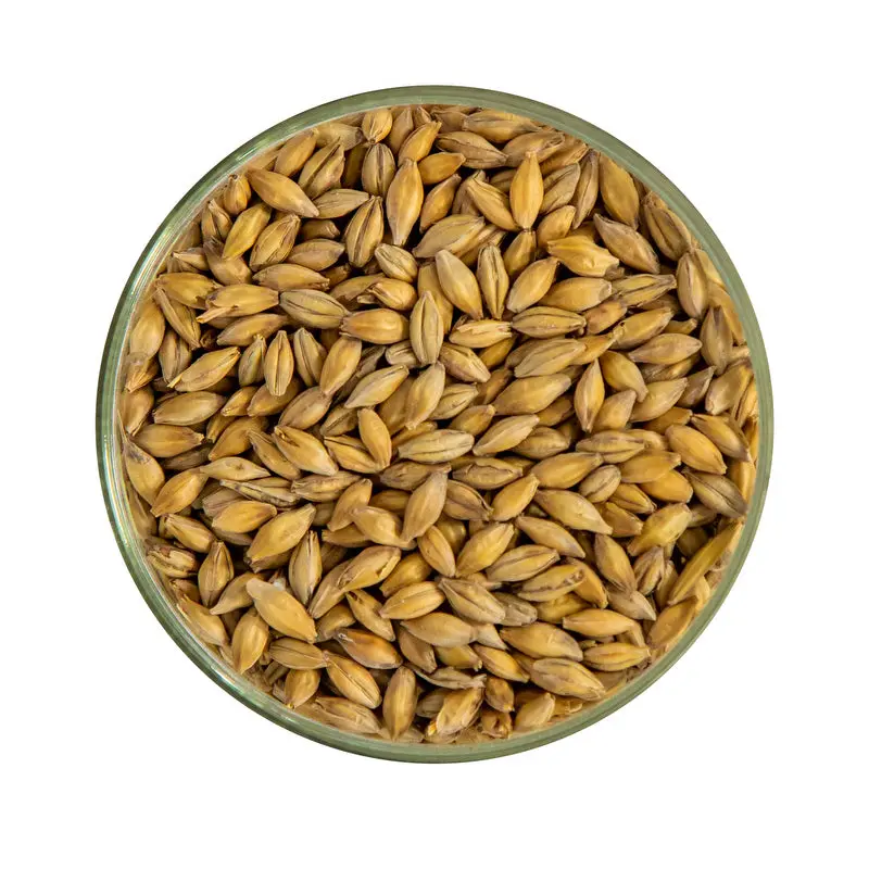 Golden Promise Malt 1