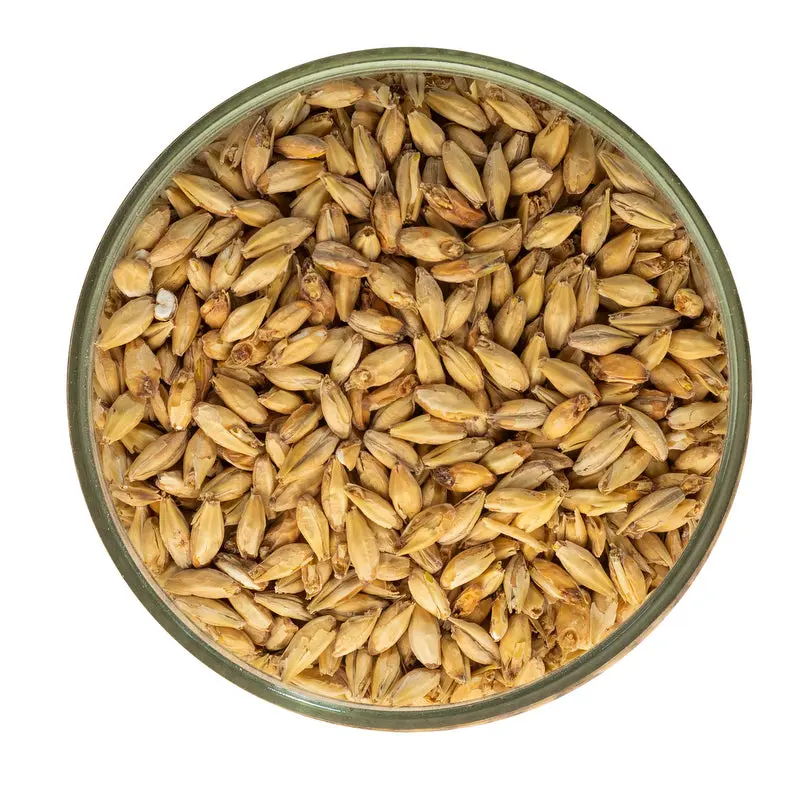The Best Malt For Lager - Pilsen Malt 1