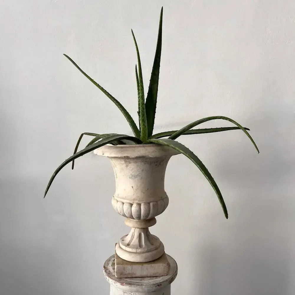 Antique Medici Urn Vase 2