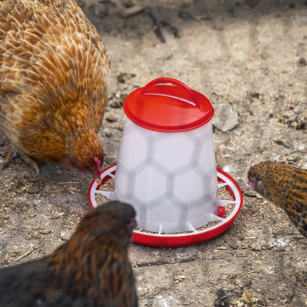 Sealey Poultry Feeder 1.5Kg - Pack Of 5 Aft025 2